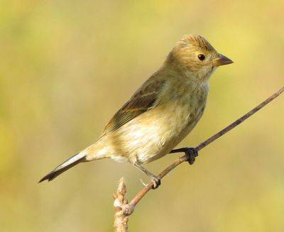 Indigo Bunting