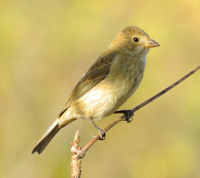 Indigo Bunting