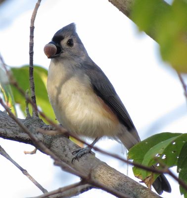 Tufted Titmouse