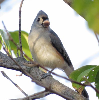 Tufted Titmouse