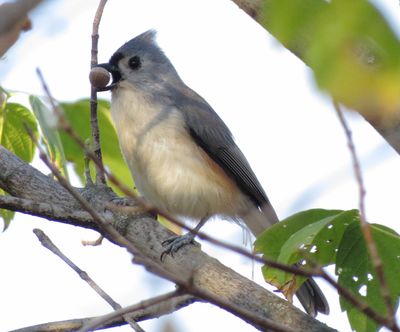 Tufted Titmouse