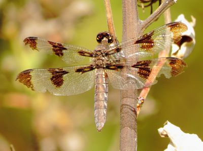 Common Whitetail