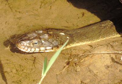 Plain-Bellied Watersnake