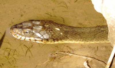 Plain-Bellied Watersnake