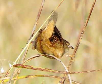 Sedge Wren