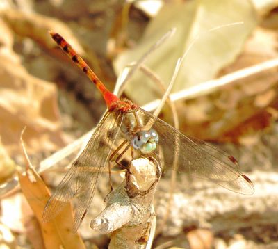 Blue-Faced Meadowhawk