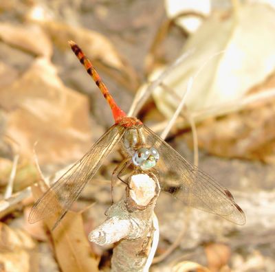 Blue-Faced Meadowhawk