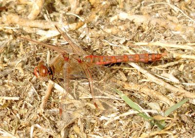 Variegated Meadowhawk