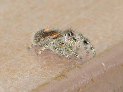 Bold Jumping Spider