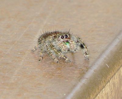 Bold Jumping Spider