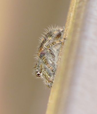 Bold Jumping Spider