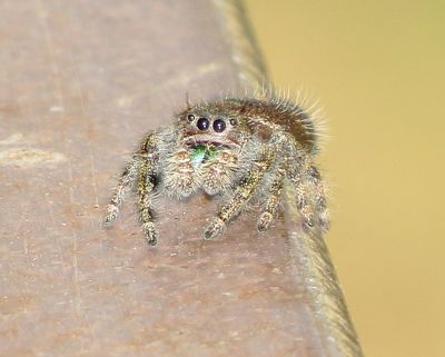 Bold Jumping Spider