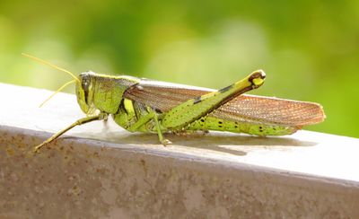 Obscure Bird Grasshopper