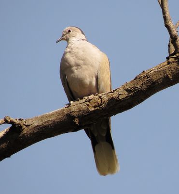Eurasian Collared-Dove