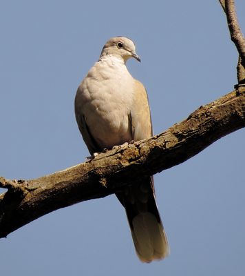 Eurasian Collared-Dove