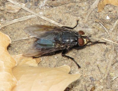 Shiny Blue-Bottle Fly