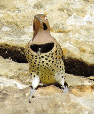 Northern Flicker