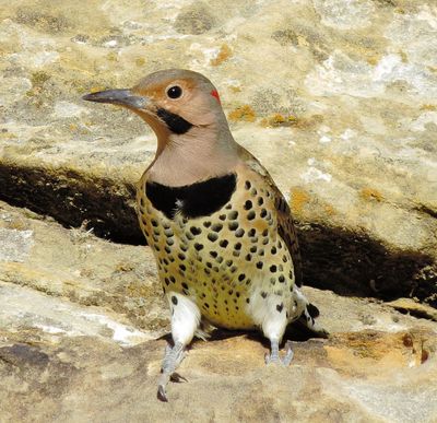 Northern Flicker