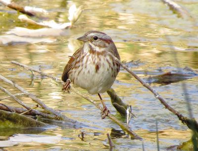 Song Sparrow