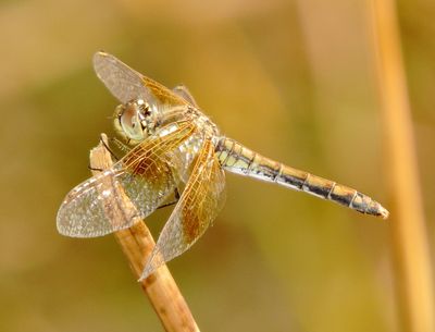 Band-Winged Meadowhawk