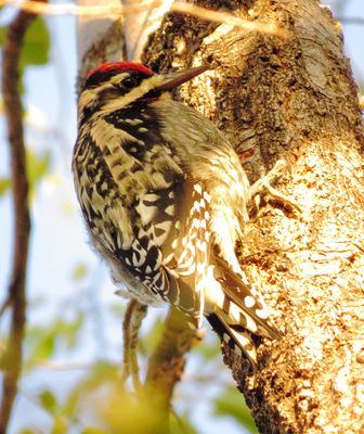 Red-Naped Sapsucker