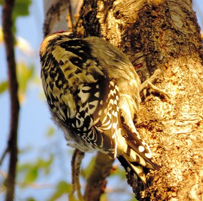 Red-Naped Sapsucker