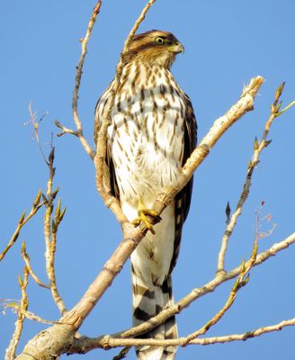 Cooper's Hawk