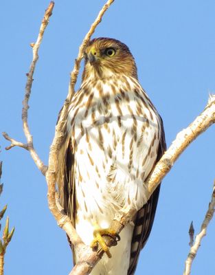 Cooper's Hawk
