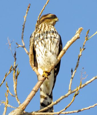 Cooper's Hawk