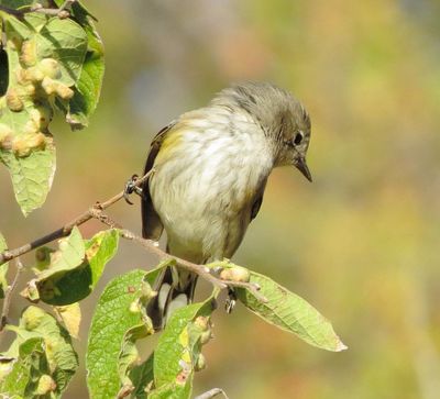 Audubon's Warbler