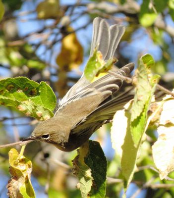 Audubon's Warbler