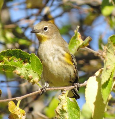 Audubon's Warbler