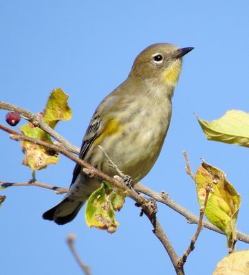 Audubon's Warbler