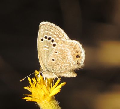 Reakirt's Blue