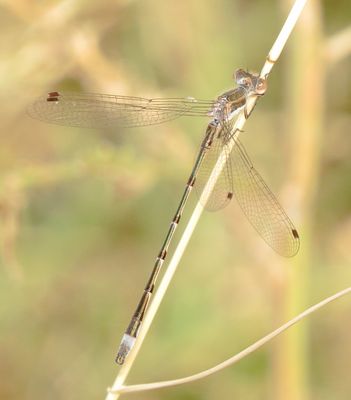 Southern Spreadwing