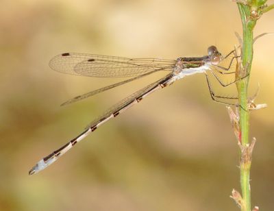 Southern Spreadwing