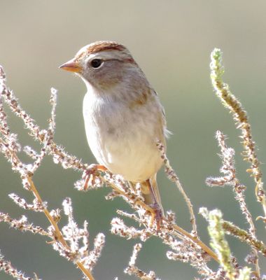 White-Crowned Sparrow