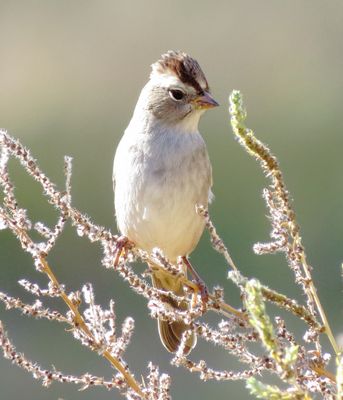 White-Crowned Sparrow
