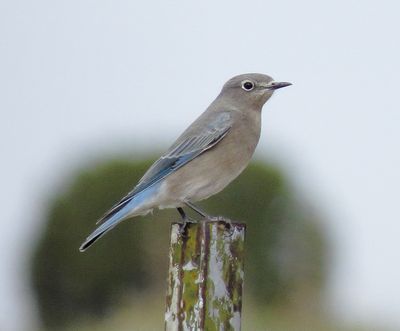 Mountain Bluebird