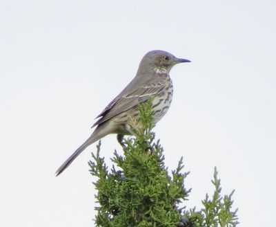 Sage Thrasher