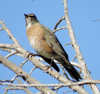 American Robin