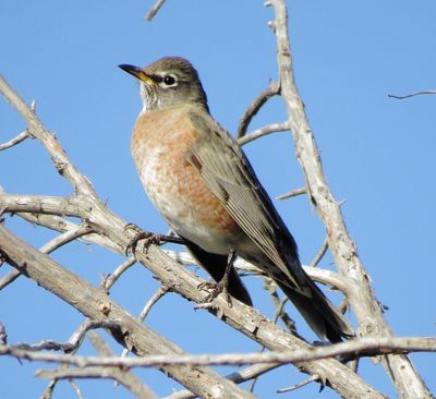 American Robin