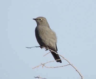 Townsend's Solitaire