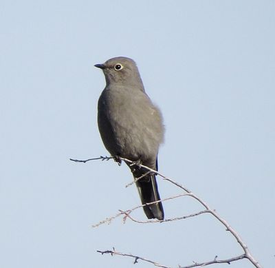 Townsend's Solitaire