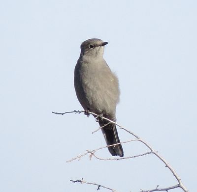 Townsend's Solitaire