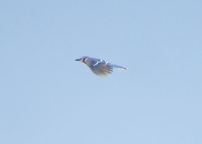 Blue Jay