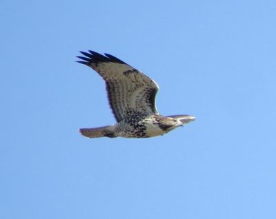 Red-Tailed Hawk