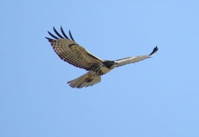 Red-Tailed Hawk