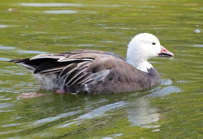 Snow Goose