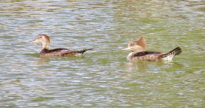 Hooded Merganser